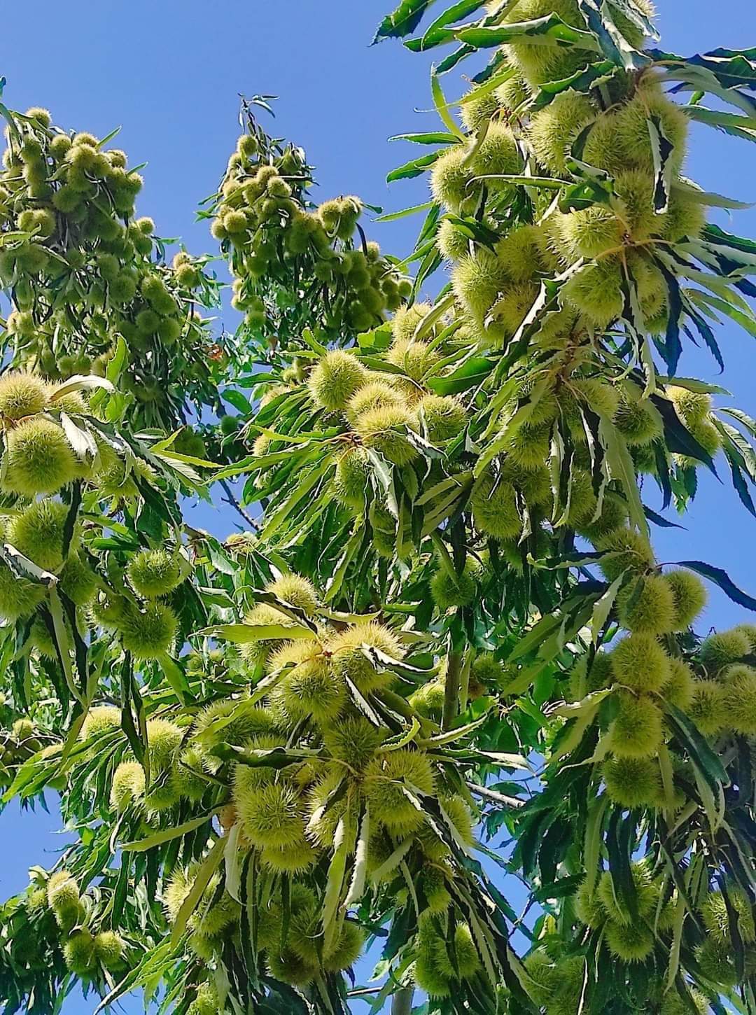 MARAVAL KESTANE FİDANI